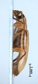              Diabrotica longicornis (Say), habitus, lateral   view       