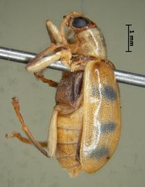              Diabrotica luciana Blake, holotype, habitus, lateral   view       