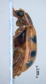              Diabrotica luciana Blake, habitus, lateral   view       