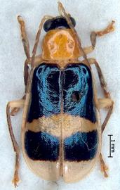   Diabrotica josephbalyi  Derunkov, Prado, Tishechkin, Konstantinov, holotype, male, habitus, dorsal view 