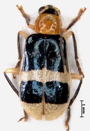   Diabrotica caveyi  Derunkov, Prado, Tishechkin, Konstantinov, holotype, male, habitus, dorsal view 