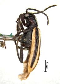              Diabrotica nigrovittata Jacoby, lectotype, habitus,   lateral view       