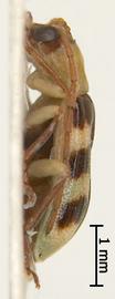              Diabrotica occlusa Champion, habitus, lateral   view       