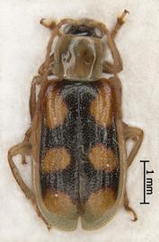              Diabrotica occlusa Champion, habitus, dorsal   view       