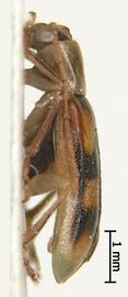              Diabrotica occlusa Champion, habitus, lateral   view       