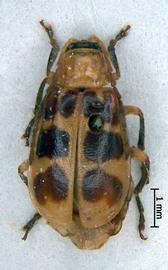              Diabrotica octoplagiata Jacoby, habitus, dorsal   view       