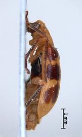              Diabrotica octoplagiata Jacoby, habitus, lateral   view       