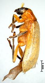              Diabrotica olivieri Jacoby, lectotype, habitus, lateral   view       