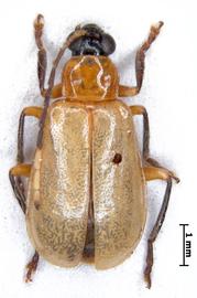              Diabrotica olivieri Jacoby, habitus, dorsal   view       