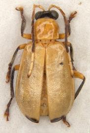              Diabrotica olivieri Jacoby, habitus, dorsal   view       