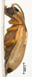              Diabrotica olivieri Jacoby, habitus, lateral   view       