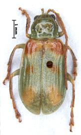              Diabrotica optiva Erichson, paralectotype, male, habitus,   dorsal view       