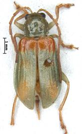              Diabrotica optiva Erichson, lectotype, male, habitus, dorsal   view       