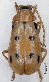              Diabrotica palpalis Jacoby, lectotype, female, habitus,   dorsal view       