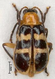              Diabrotica paradoxa Jacoby, paralectotype, male,   habitus, dorsal view       