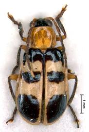              Diabrotica paradoxa Jacoby, paralectotype, male,   habitus, dorsal view       