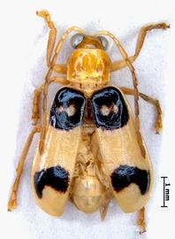              Diabrotica semicirculata Jacoby, male, USNM, habitus, dorsal   view       