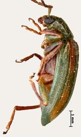              Diabrotica porracea Harold, lectotype, habitus, lateral   view       