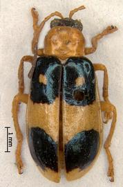              Diabrotica pulchella (Jacquelin-du-Val), male, Mexico, habitus, dorsal   view       