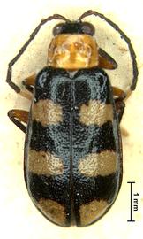              Diabrotica pygidialis Jacoby, paralectotype, BMNH,   habitus, dorsal view       