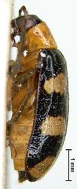              Diabrotica pygidialis Jacoby, paralectotype, BMNH,   habitus, lateral view       