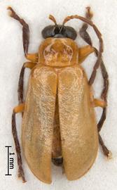              Diabrotica pygidialis Jacoby, USNM, male, habitus, dorsal   view       