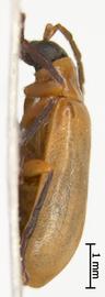              Diabrotica pygidialis Jacoby, USNM, habitus, lateral   view       