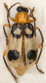              Diabrotica quadricollis Jacoby, male, habitus, dorsal   view       