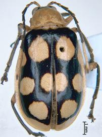              Diabrotica regalis Baly, male, habitus, dorsal   view       