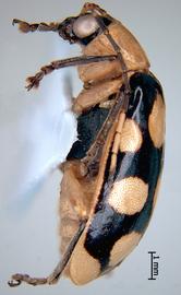              Diabrotica regalis Baly, male, habitus, lateral   view       