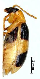              Diabrotica regularis Jacoby, lectotype, habitus, lateral   view       