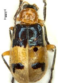              Diabrotica rogersi Jacoby, lectotype, male, habitus,   dorsal view       