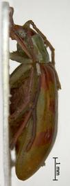              Diabrotica rufomaculata Jacoby, holotype, habitus,   lateral view       