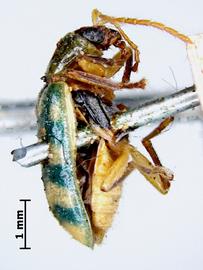              Diabrotica sallei Baly, paralectotype, female, BMNH, habitus, lateral   view       