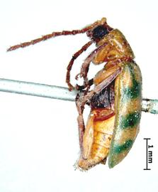              Diabrotica sallei Baly, paralectotype, male, MNHN, habitus, lateral   view       