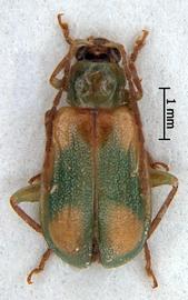              Diabrotica scutellata Jacoby, female, habitus, dorsal   view       