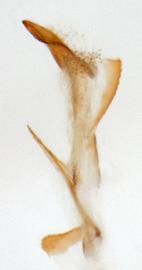              Diabrotica scutellata Jacoby, internal sac, lateral view   at left       