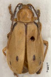              Diabrotica sedata Baly, lectotype, male, habitus, dorsal   view       