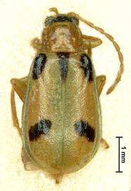              Daibrotica semiflava Jacoby, lectotype, female, habitus,   dorsal view       