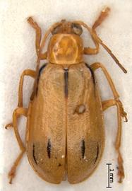              Diabrotica septemliturata Erichson, male, USNM, habitus,   dorsal view       