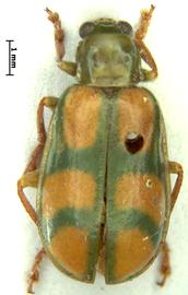              Diabrotica sexmaculata Baly, lectotype, male, habitus,   dorsal view       