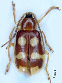              Diabrotica sinuata (Olivier), habitus, dorsal   view       