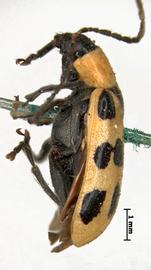              Diabrotica soror LeConte, lectotype, habitus, lateral   view       