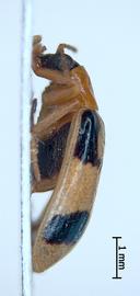   Diabrotica duckworthorum  Derunkov, Prado, Tishechkin, Konstantinov, habitus, lateral view 