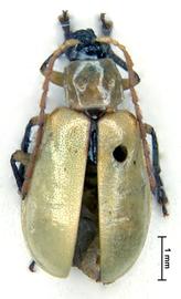               Diabrotica amabilis Baly, lectotype, male,   habitus, dorsal view       