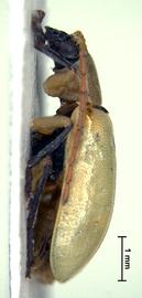              Diabrotica amabilis Baly, lectotype, habitus,   lateral view       