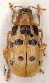              Diabrotica spilota Baly, lectotype, male, habitus,   dorsal view       