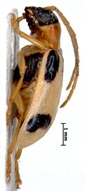   Diabrotica sel  Derunkov, Prado, Tishechkin, Konstantinov, holotype, habitus, lateral view 