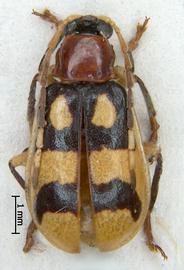              Diabrotica tibialis Jacoby, male, habitus, dorsal   view       