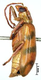              Diabrotica tortuosa Jacoby, lectotype, habitus, lateral   view       